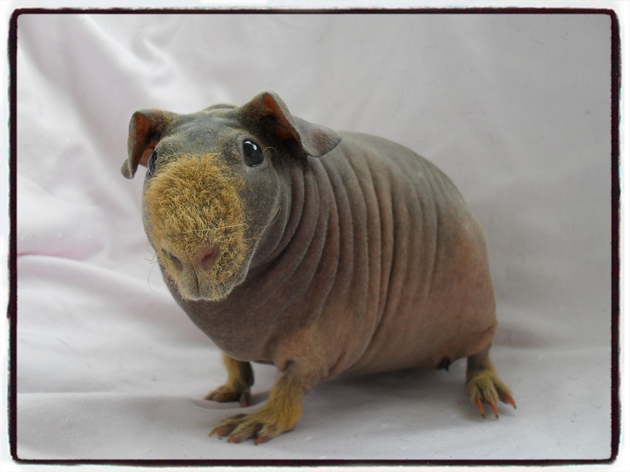 Butterfly Kisses MonRy