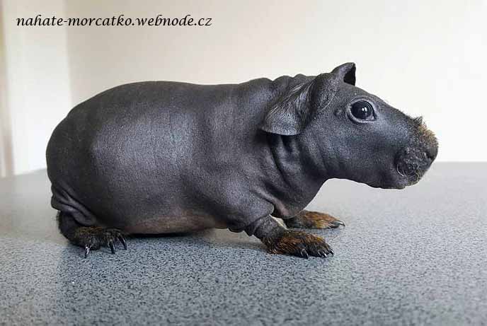 Umpa Lumpa Nahaté Morčátko