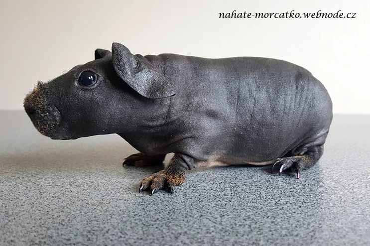 Umpa Lumpa Nahaté Morčátko